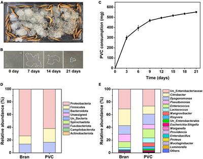 Biodegradation of polyvinyl chloride by Citrobacter koseri isolated from superworms (Zophobas atratus larvae)